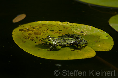 Teichfrosch (Rana kl. esculenta)  - 13